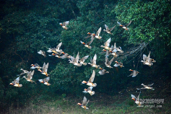 進(jìn)入初冬，大批野生鴛鴦陸續(xù)飛抵江西婺源縣賦春鎮(zhèn)鴛鴦湖越冬，小精靈們在湖面上或相互依偎、卿卿我我；或隨波逐流、嬉戲打鬧，悠閑自在生活在青山綠水之間，優(yōu)良的水域和豐富的湖畔闊葉林，為鴛鴦過冬提供良好生存環(huán)境，婺源鴛鴦湖已成為亞洲最大的野生鴛鴦越冬棲息地。（攝于12月4日下午）