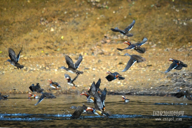 進(jìn)入初冬，大批野生鴛鴦陸續(xù)飛抵江西婺源縣賦春鎮(zhèn)鴛鴦湖越冬，小精靈們在湖面上或相互依偎、卿卿我我；或隨波逐流、嬉戲打鬧，悠閑自在生活在青山綠水之間，優(yōu)良的水域和豐富的湖畔闊葉林，為鴛鴦過冬提供良好生存環(huán)境，婺源鴛鴦湖已成為亞洲最大的野生鴛鴦越冬棲息地。（攝于12月4日下午）