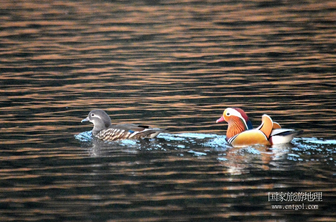 進(jìn)入初冬，大批野生鴛鴦陸續(xù)飛抵江西婺源縣賦春鎮(zhèn)鴛鴦湖越冬，小精靈們在湖面上或相互依偎、卿卿我我；或隨波逐流、嬉戲打鬧，悠閑自在生活在青山綠水之間，優(yōu)良的水域和豐富的湖畔闊葉林，為鴛鴦過冬提供良好生存環(huán)境，婺源鴛鴦湖已成為亞洲最大的野生鴛鴦越冬棲息地。（攝于12月4日下午）